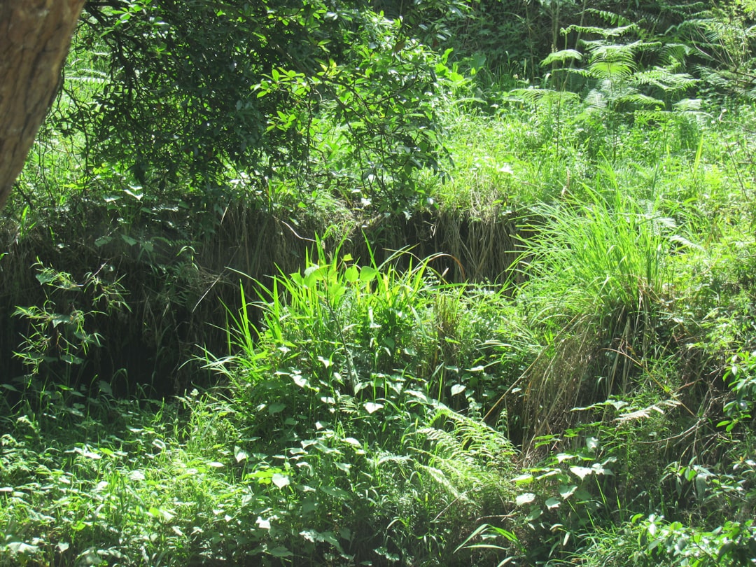 Photo wild edible greens