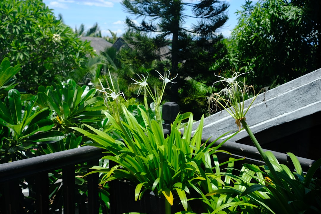 Photo Microgreens cultivation at home