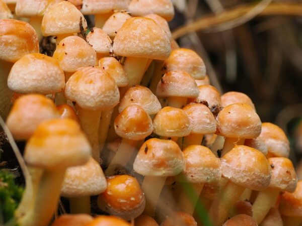 Photo wild mushrooms