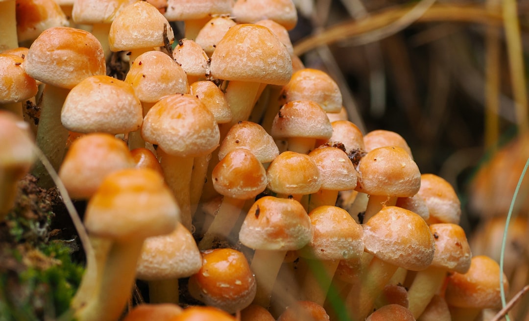 Photo wild mushrooms